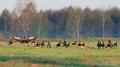 015_Biebrza - kwiecien 2012